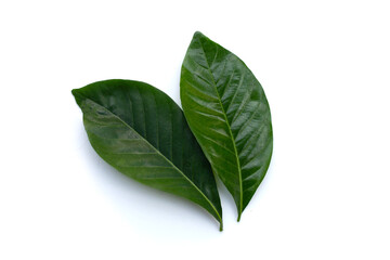 Green leaves of cape jasmine or garden gardenia, gerdenia flower