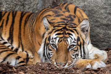 müder Tiger im Tierpark Berlin