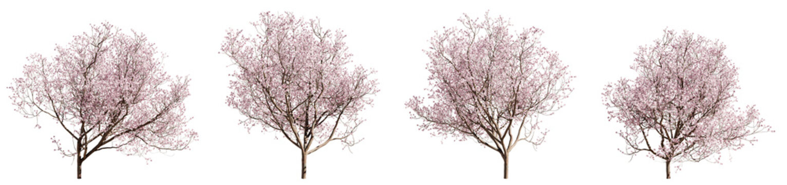 Set of flowering cherry trees isolated on blue background. 3D render.