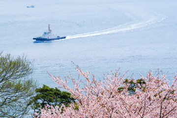 桜咲く春の火の山公園トルコチューリップ園から望む関門海峡