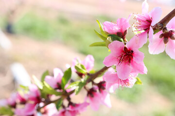 background of spring blossom tree. selective focus
