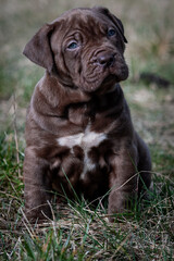 American bully Puppy, sweet chocolate 