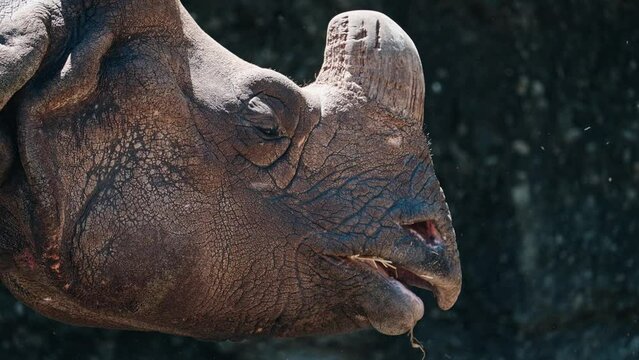 Slow motion closeup shot of a Indian rhinoceros eating grass