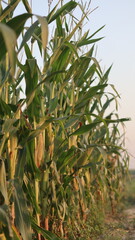  corn field in the wind