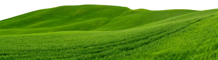 Fototapete Landschaft wide panorama of beautiful hilly meadow grass landscape isolated white background. vibrant spring agriculture design pattern concept