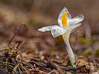 White crocus flower in the alps