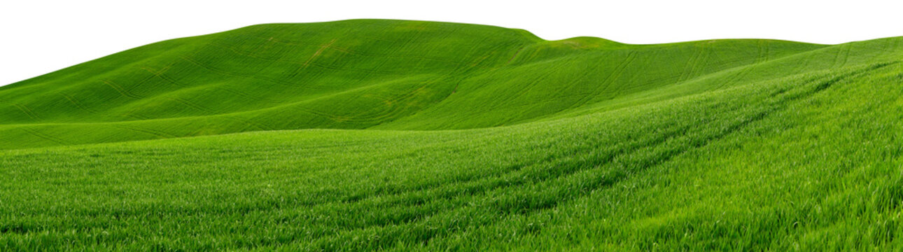 wide panorama of beautiful hilly meadow grass landscape isolated white background. vibrant spring agriculture design pattern concept