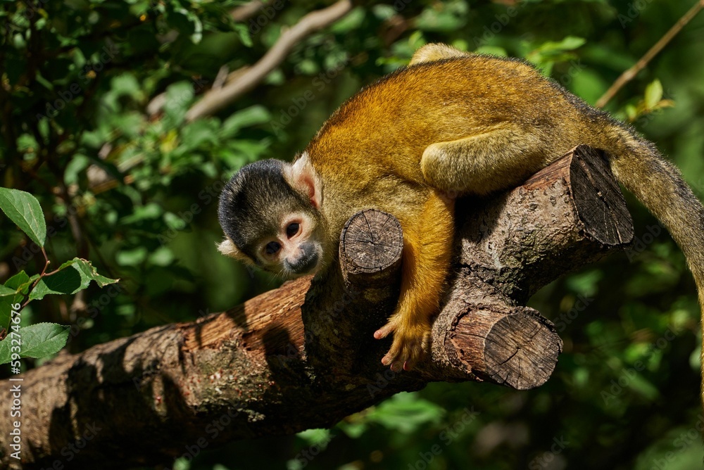 Poster black-capped squirrel monkey sitting on a tree branch with leaves in the zoo