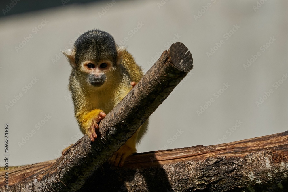Poster black-capped squirrel monkey sitting on a tree branch with gray wall in the zoo