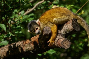 Black-capped squirrel monkey sitting on a tree branch with leaves in the zoo