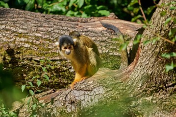 Black-capped squirrel monkey sitting on a tree trunk with leaves on a sunny day