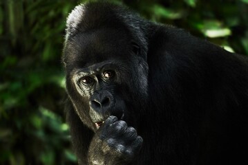 Portrait of a Gorillas eating with blur background in the zoo