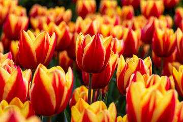 Fototapeta premium Tulips in Istanbul, Turkey. Beautiful colorful tulips in garden. Tulips background.