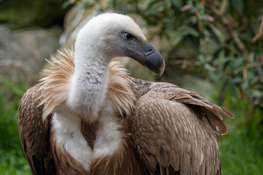 Aasgeier im Tierpark Berlin