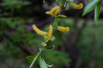 yellow flowers willow sprouts on a tree in spring in the forest, in a grove near the house