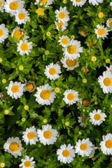 Fototapeta premium Daisy, Chamomile Flower. Beautiful daisy background.