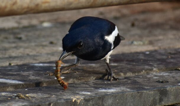 The Oriental Magpie in Action at Katraj Snake Park