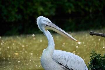 Dalmatian pelican bird on grass ground with blur background