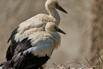 Fototapeta premium White stork birds looking down with blur background, closeup shot