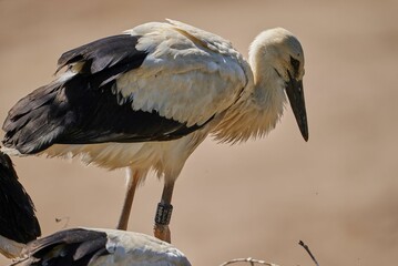 White stork bird looking down with blur background