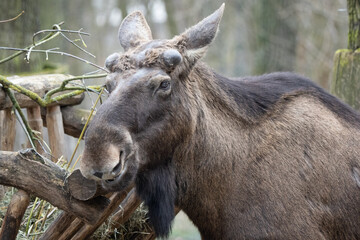 Elch im Tierpark Berlin