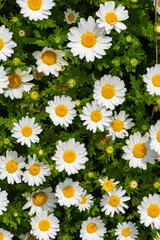 Fototapeta premium Daisy, Chamomile Flower. Beautiful daisy background.