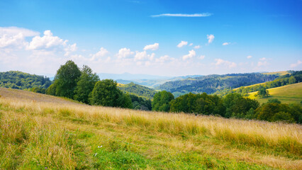 countryside scenery with meadow in mountains. trees on the grassy hill in morning light