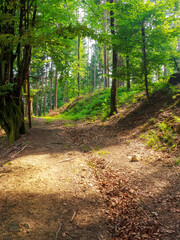 travel adventure in natural forest. trail path through wild scenery