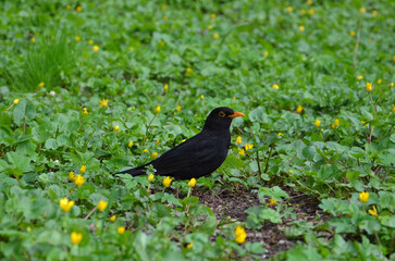  Black  bird Turdus merula  stands on a spring meadow of yellow buttercups  