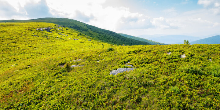 meadows of carpathian mountain. beautiful summer landscape of ukraine. sunny weather with blue sky