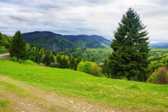 forested landscape of ukrainian mountains. carpathian countryside scenery in spring season