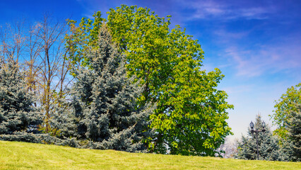 trees on the grassy hill in park. sunny weather in spring