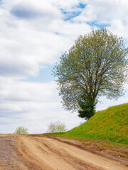 countryside scenery in spring. tree on the grassy hill in morning light. cloudy sky above the distant mountains with snow capped hills