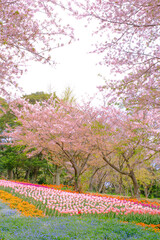 春の火の山公園に咲く綺麗な桜と花畑