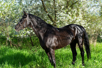 beautiful black  stallion posing  around  spring blossom apple  trees