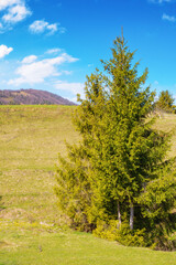 mountainous countryside scenery with fir tree in morning light. sunny summer forenoon with fluffy clouds on the sky