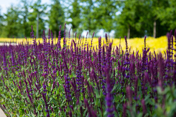 Sunny summer. Beautiful field with flowers.