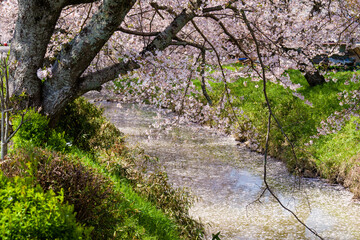 丹波市黒井川の桜堤