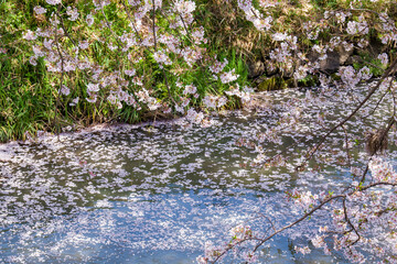丹波市黒井川の桜堤