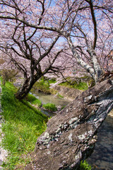 丹波市黒井川の桜堤