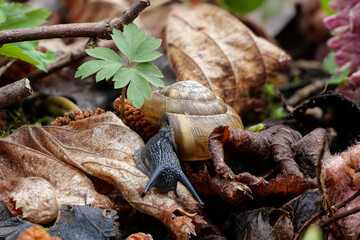 Gefleckte Schnirkelschnecke (Arianta arbustorum)