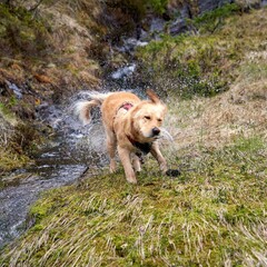 Closeup of a golden retriever shaking off water after bathing in a river