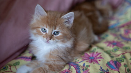 fluffy ginger kitten