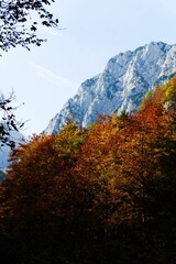 Fototapeta premium Vertical shot of the Alps mountain range with autumn trees on the rocks