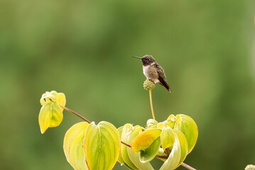 Ruby-throated hummingbird perched on a tree branch