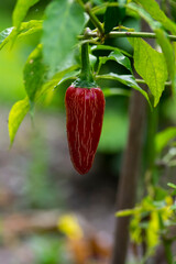Capsicum annuum Jalapeno chilli hot peppers, one red fruits hanging on the shrub