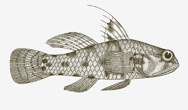 Speckled goby redigobius bikolanus, marine and freshwater fish in side view