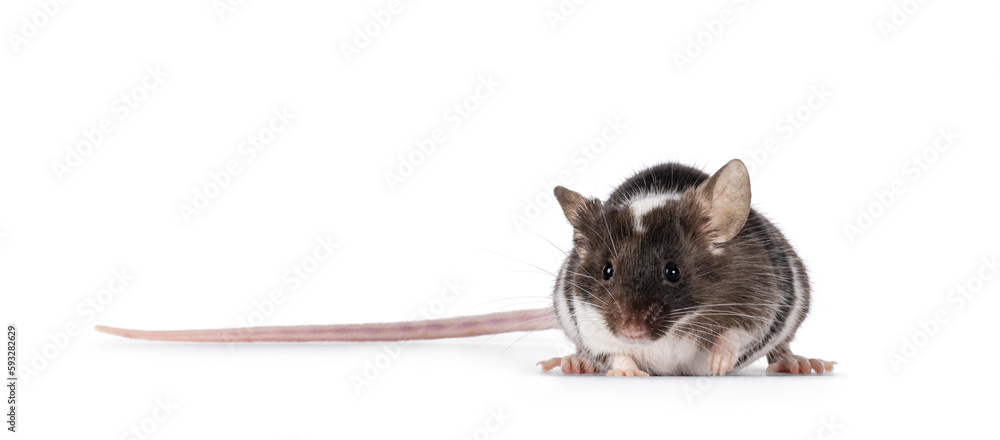 Poster Cute tricolor mouse, standing facing front. Looking towards camera showing both eyes. Isolated on a white background.