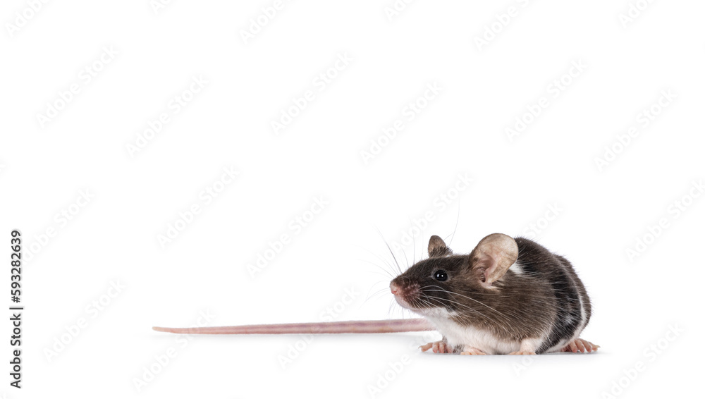 Poster cute tricolor mouse with copy space, standing side ways. looking away from camera showing profile an