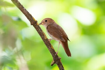 Closeup shot of a thrush nightingale (Luscinia luscinia) perched on a tree branch